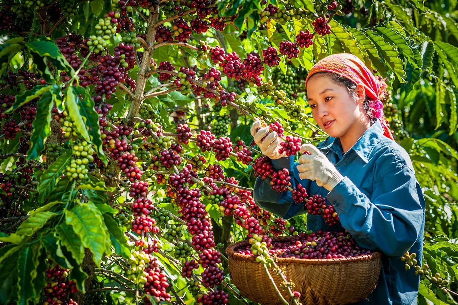 Chất lượng nông sản